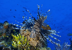 Lionfish are a common sight when diving in the Bahamas as... by Steven Anderson 